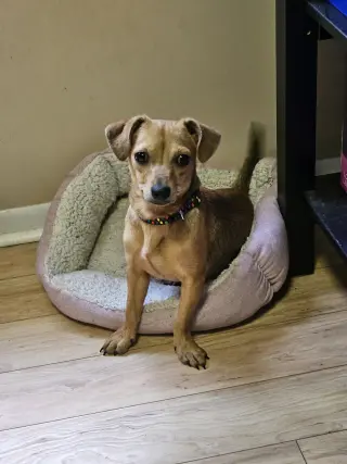PEPPER JACK aka PJ
