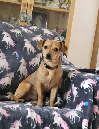 PEPPER JACK aka PJ