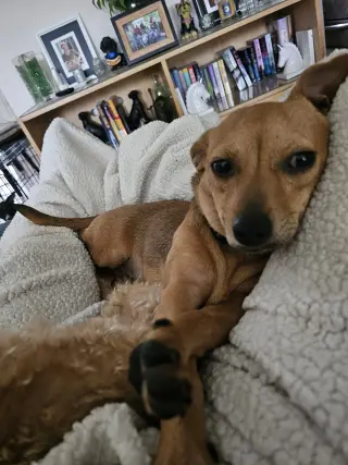 PEPPER JACK aka PJ