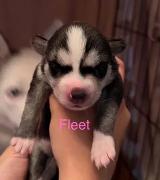 Fleet