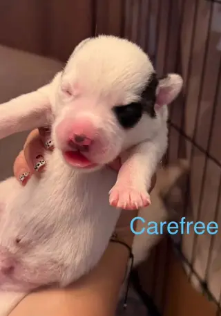 Carefree