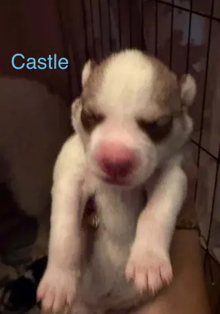 Castle