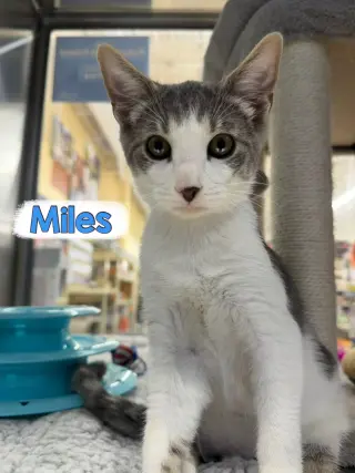 Miles