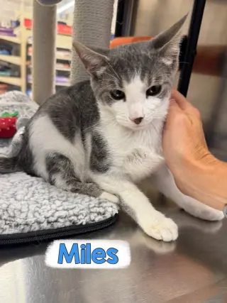 Miles