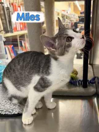 Miles