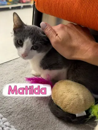Matilda