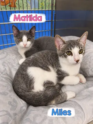 Matilda