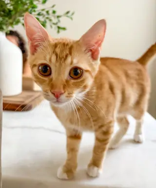 Fred Weasley
