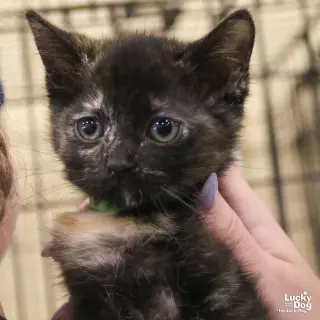 Tina