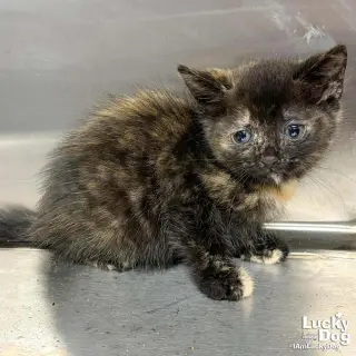 Tina
