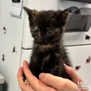 Tina