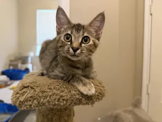 Freeda