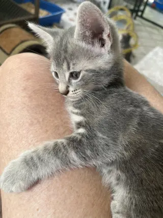 Presley