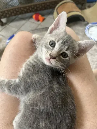 Presley