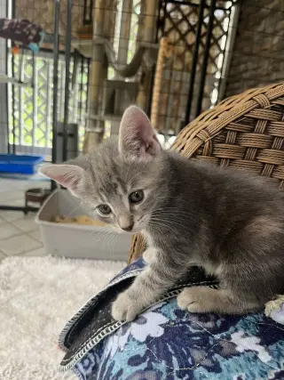 Poppy vae