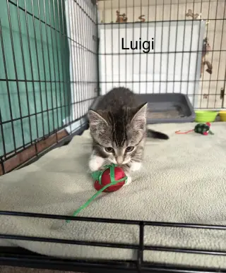 Luigi KITTEN