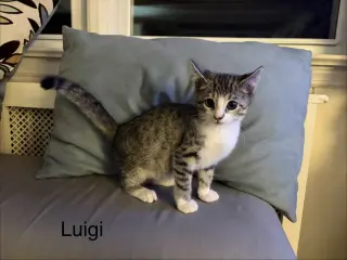 Luigi KITTEN