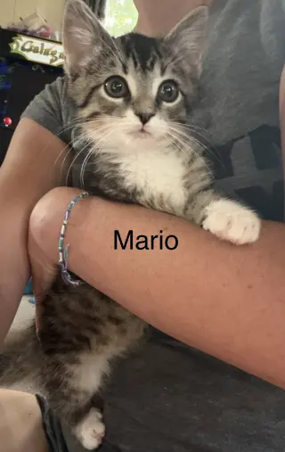 Mario KITTEN
