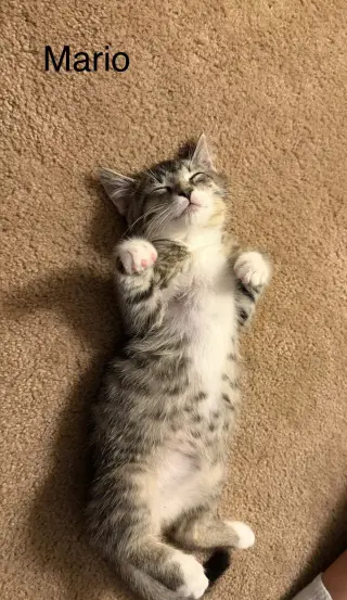 Mario KITTEN