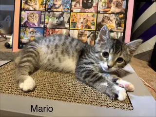 Mario KITTEN