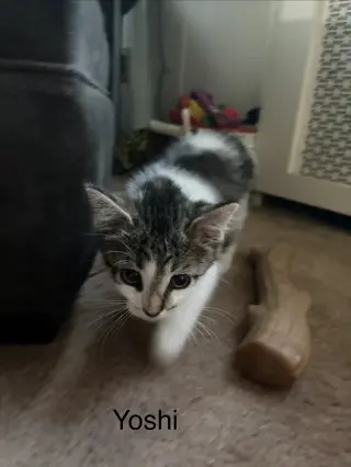 Yoshi KITTEN
