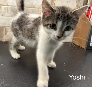 Yoshi KITTEN