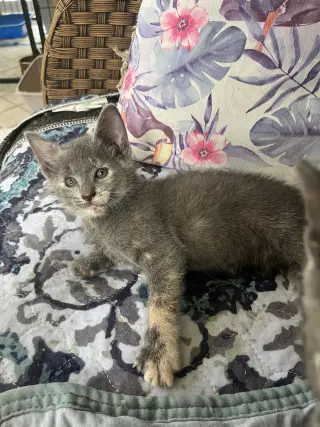 Paisley
