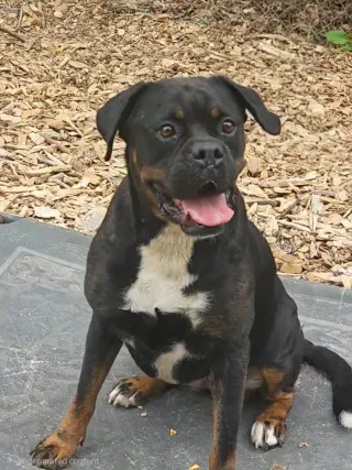 Wiggles