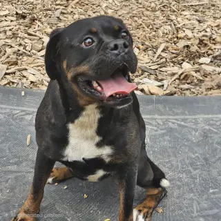 Wiggles