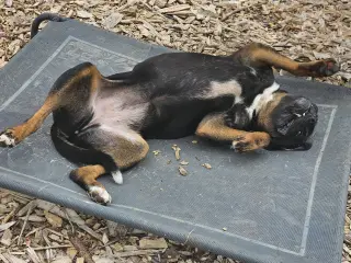 Wiggles