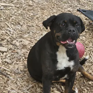Wiggles