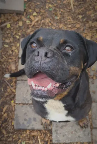 Wiggles