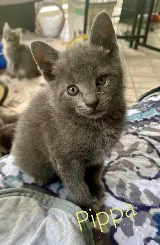 Pippa