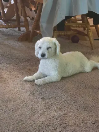 PRECIOUS