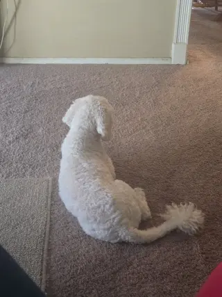 PRECIOUS