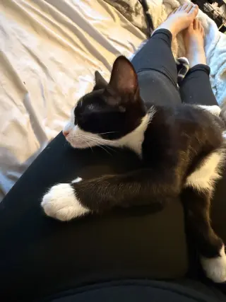 Skye's Koch KITTEN