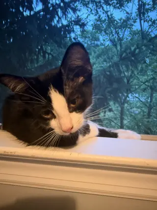 Skye's Koch KITTEN