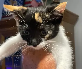 Ari