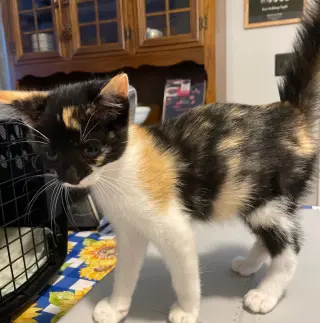 Ari