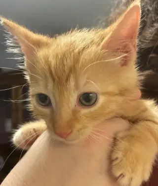 Striker