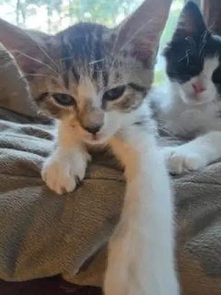 KITTEN PIXIE LOVE