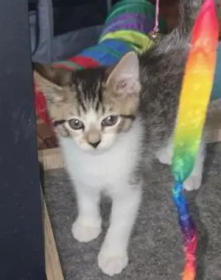 KITTEN PIXIE LOVE