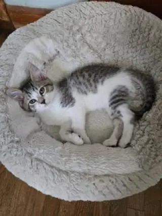 KITTEN PIXIE LOVE