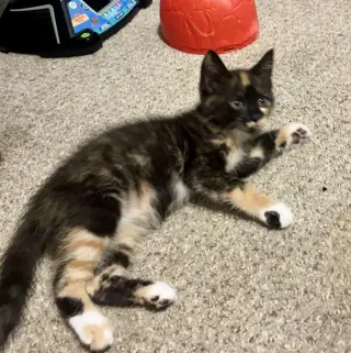 Missy Messi