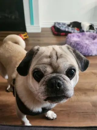Frank