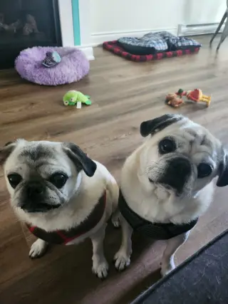 Frank