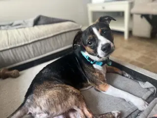 Max