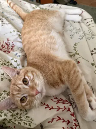 PJ