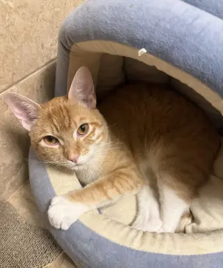 PJ