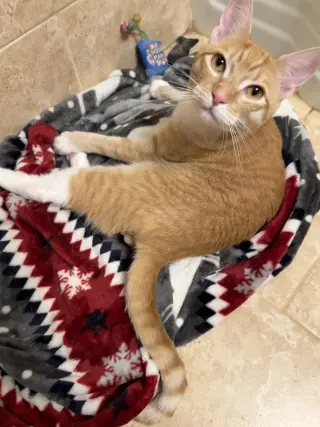 PJ